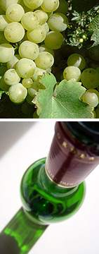 Informationen rund um den Wein